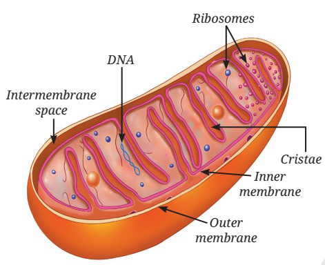 চিত্র ২.১৪: একটি মাইটোকন্ড্রিয়নের গঠন