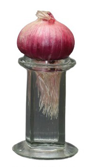 চিত্র ২.১৬: জলভরা বয়ামে পেঁয়াজের গজানো মূল